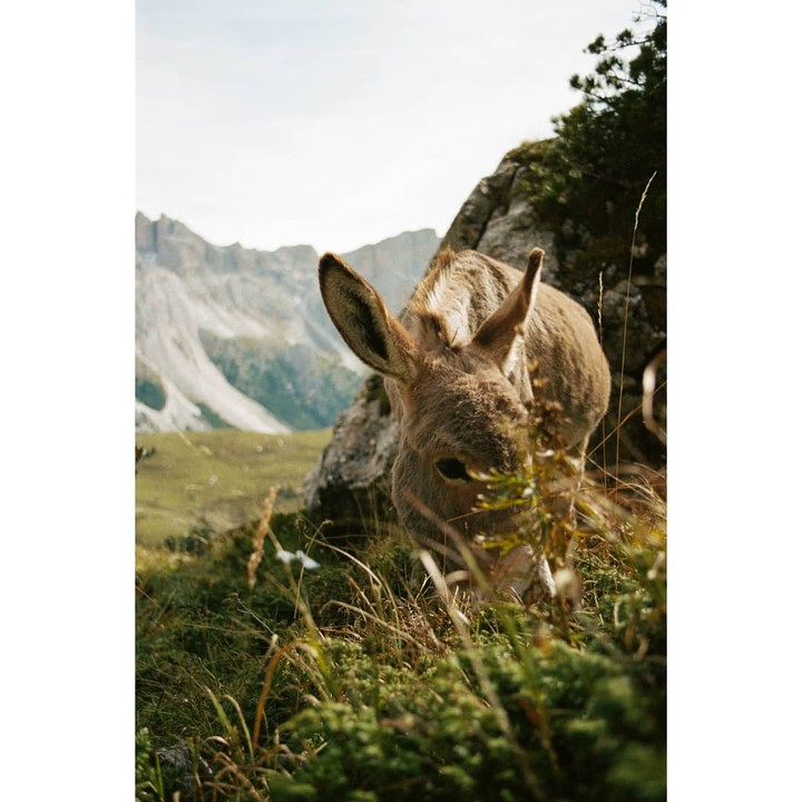 A donkey grazes in a grassy mountain landscape.