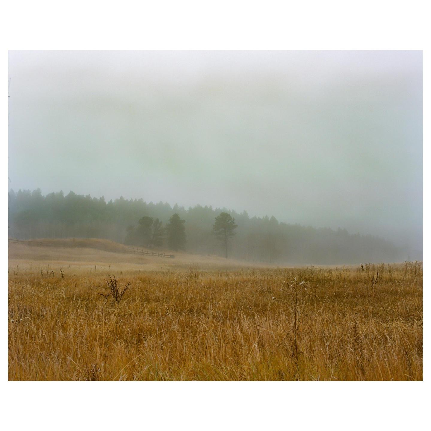 A field of tall, dry grass stretches towards a forest shrouded in thick fog.
