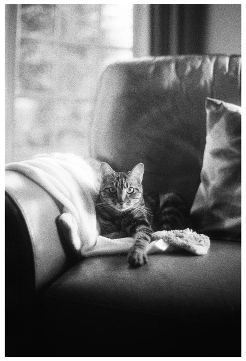A tabby cat is resting on a couch with a blanket and a pillow.