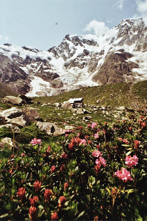 A field of pink flowers is in the foreground of a mountain landscape with a small house and snow-capped peaks.