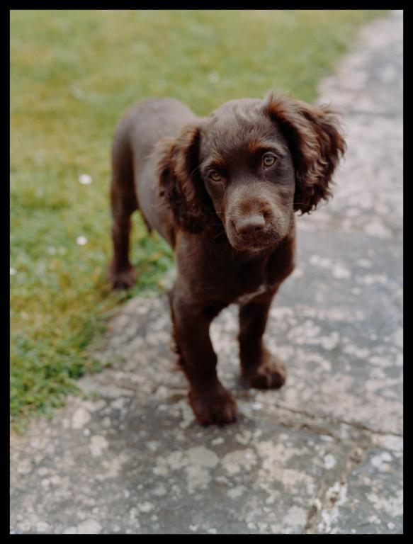 A brown puppy stands on a stone path next to grass.