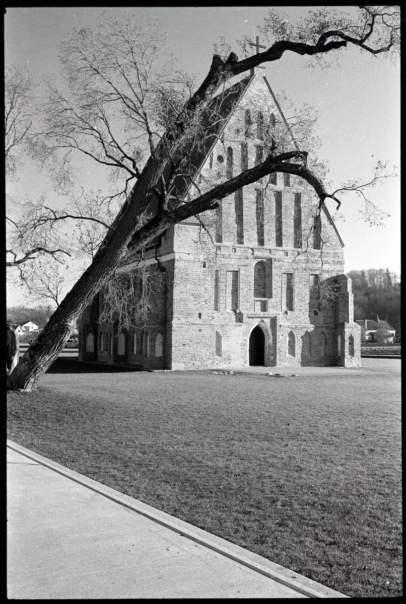 A large, bare tree branch extends diagonally across the frame in front of a stone church with a triangular roof.