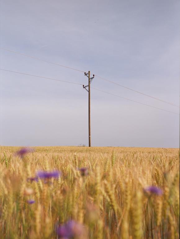 A utility pole stands in a field of golden wheat with purple flowers in the foreground.