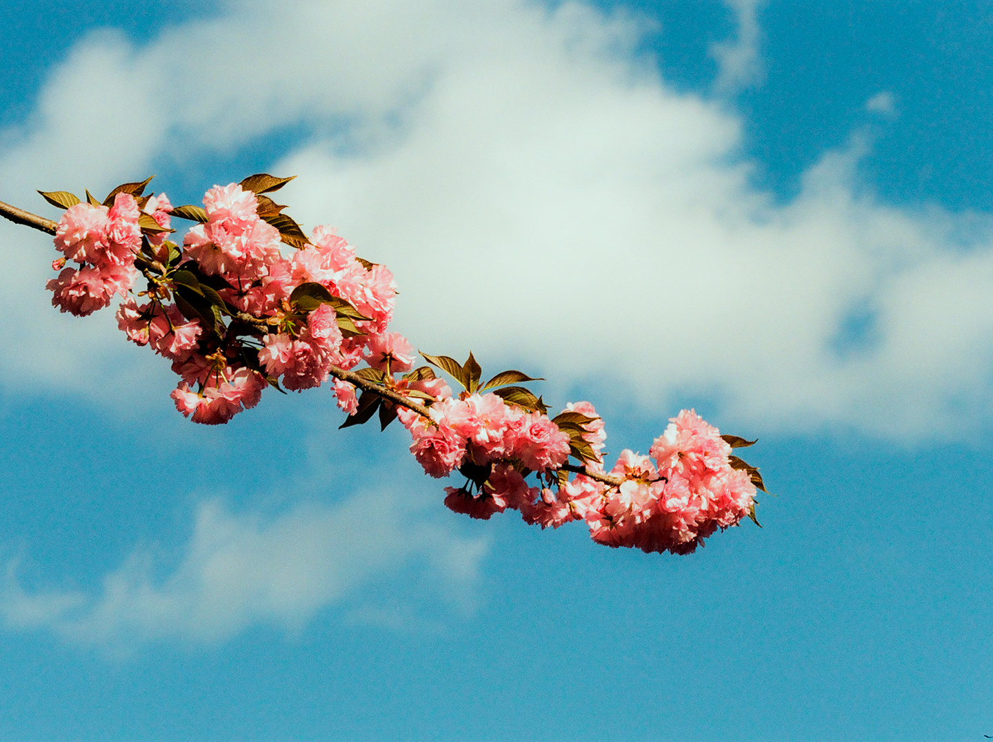 A branch of pink cherry blossoms extends across a bright blue sky with white clouds.