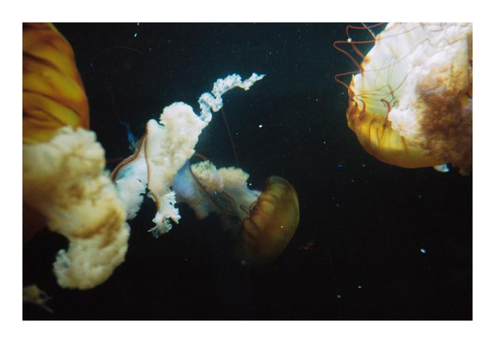 Several jellyfish with translucent bells and long tentacles float in dark water.