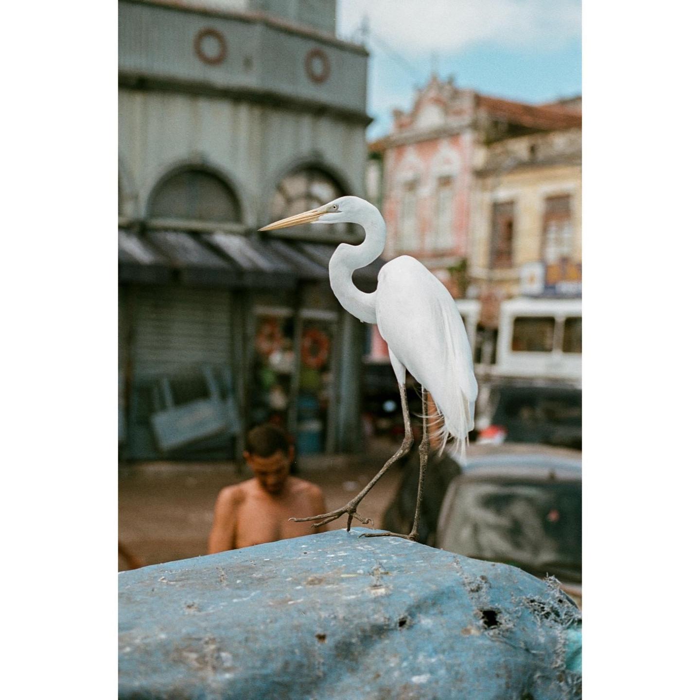 A white egret stands on a blue surface with buildings and a man in the background.