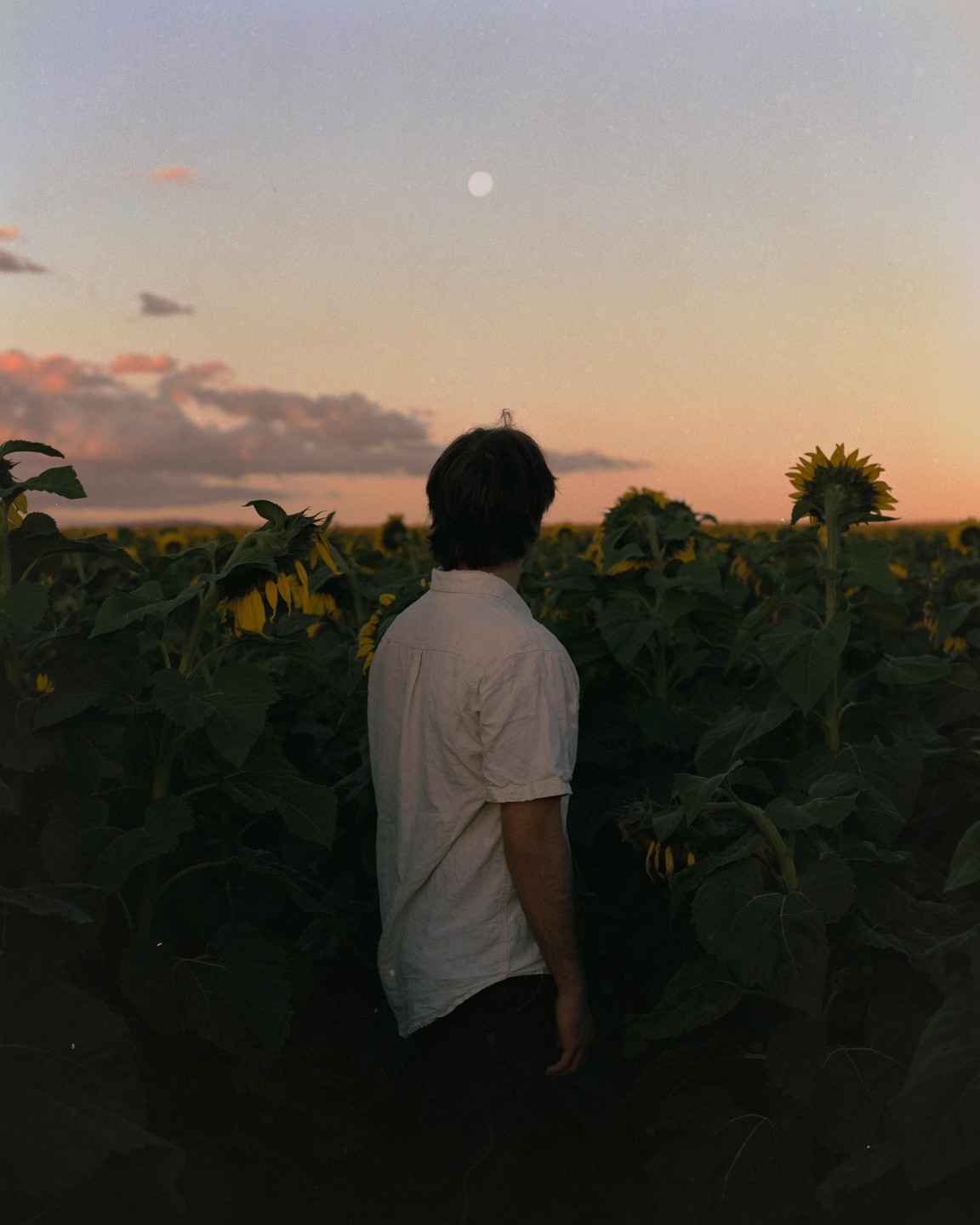 A man stands in a field of sunflowers looking at the moon in the sky at dusk.
