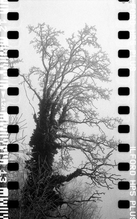 A large tree with bare, frost-covered branches stands in a foggy landscape.