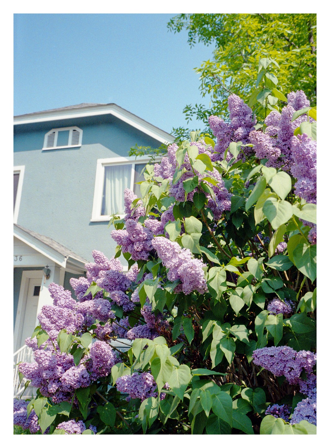 A large lilac bush with purple blossoms stands in front of a blue house under a clear sky.
