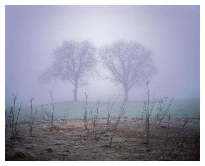 Two bare trees stand in a field on a hazy morning.