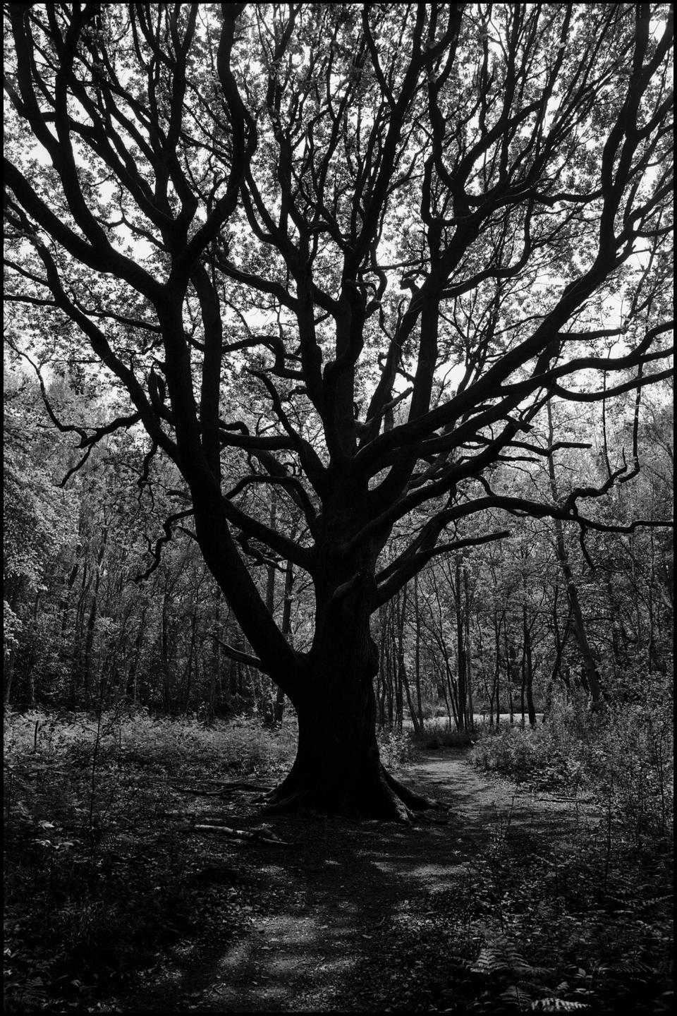 A large, dark tree with many branches stands in the center of a forest path, with sunlight filtering through the leaves.