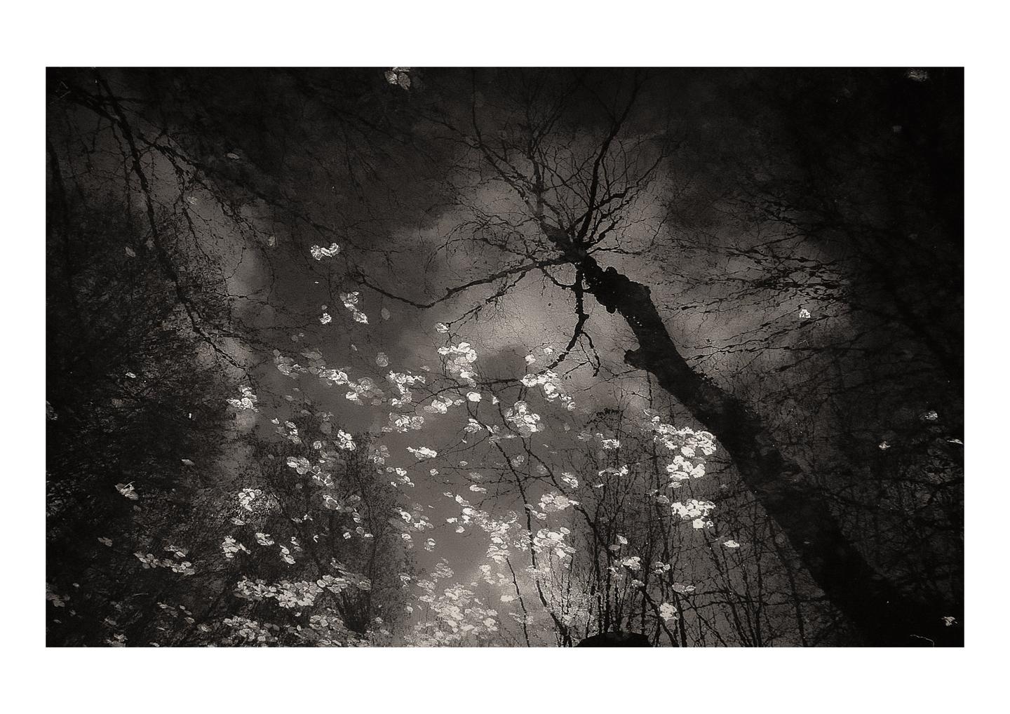 Bare trees and bright leaves are reflected in a body of water.