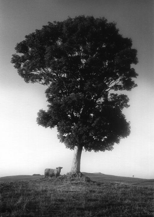 A cow stands next to a large tree on a grassy hill in a rural landscape.