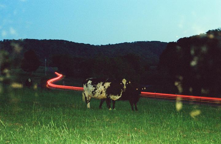 Two cows stand in a grassy field next to a road with red light trails at dusk.