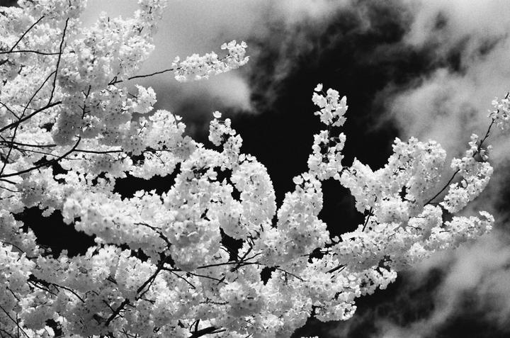 Branches covered in blossoms are set against a dark sky with clouds.