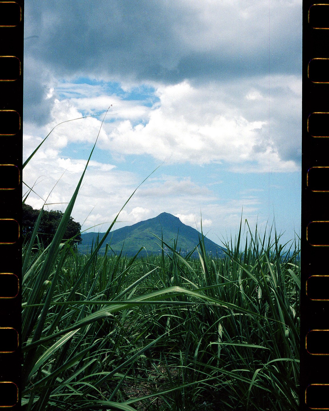 A field of tall green grass fills the foreground with a mountain under a cloudy sky in the background.