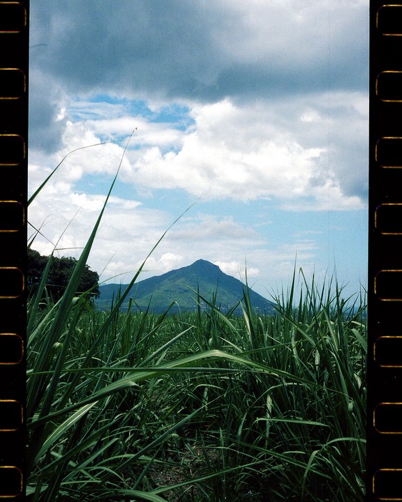 A field of tall green grass fills the foreground with a mountain under a cloudy sky in the background.