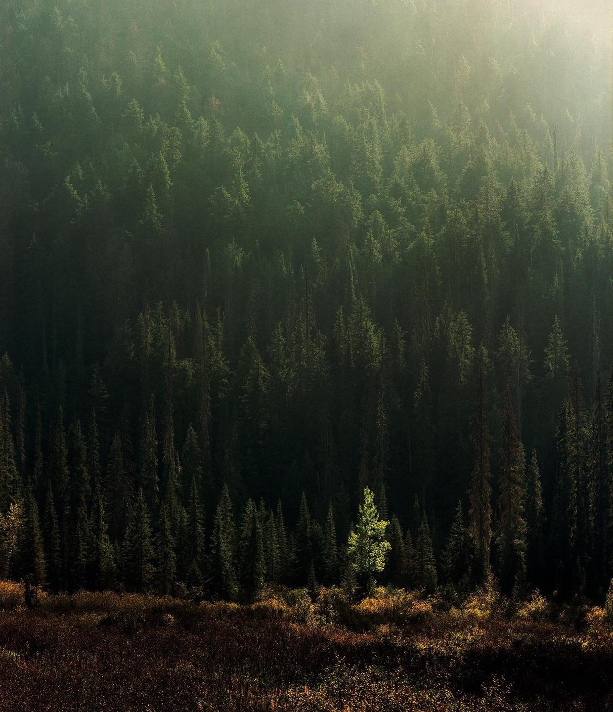 A single bright green tree stands out against a dark forest and a misty, sunlit hillside.