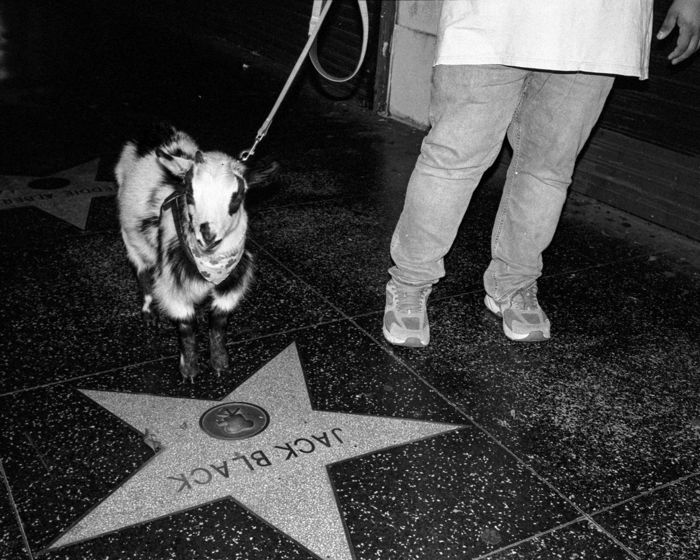A goat on a leash stands on a star on Hollywood Boulevard next to a person's legs.