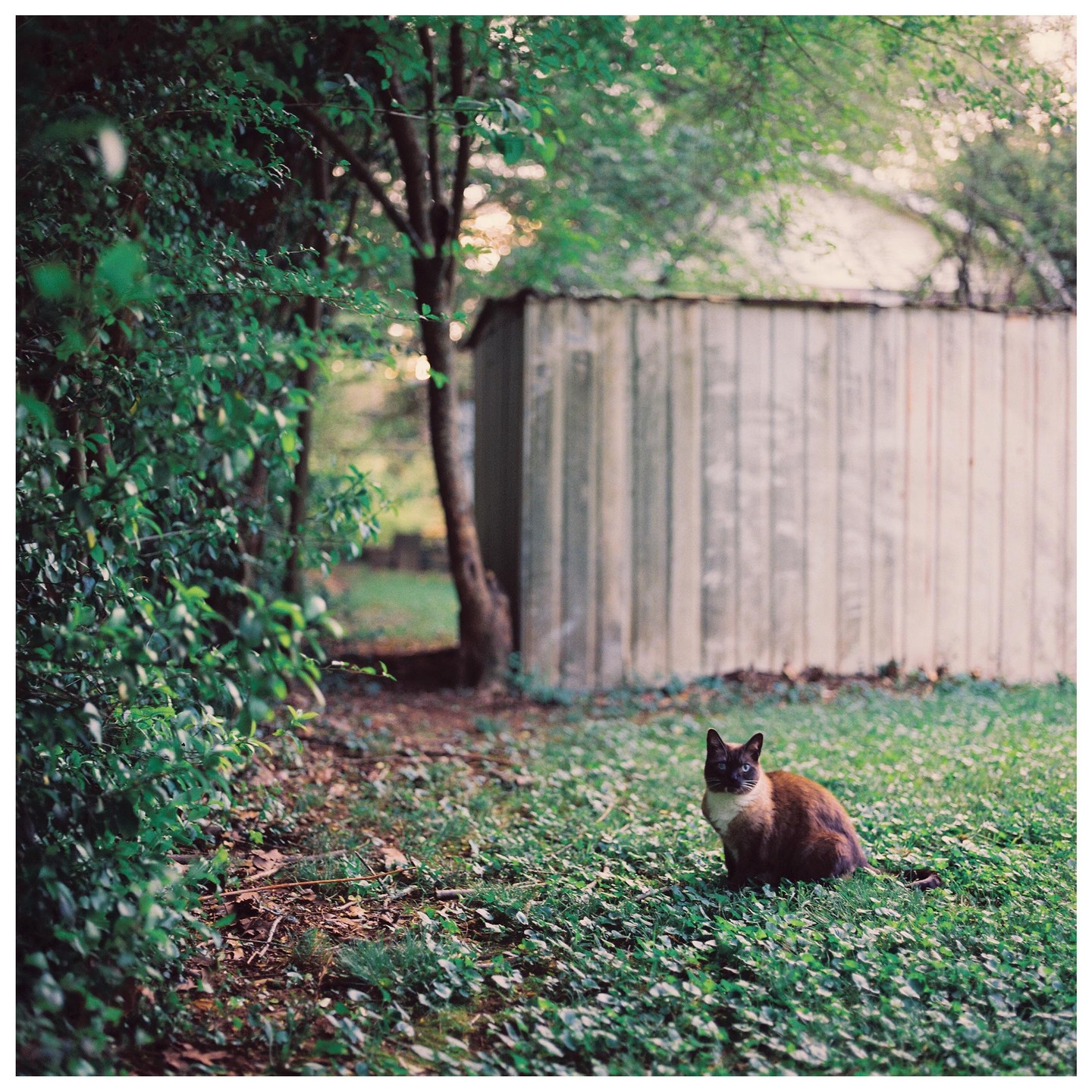 A cat sits in a grassy yard with a shed and trees in the background.