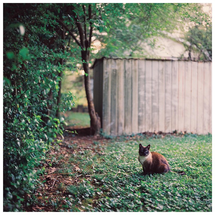 A cat sits in a grassy yard with a shed and trees in the background.