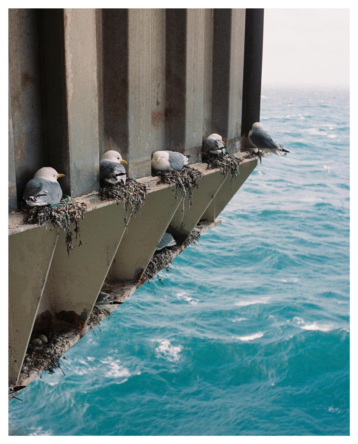 Five kittiwake birds are nesting on a metal structure above the ocean.