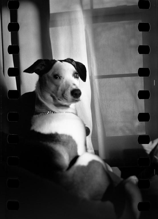 A dog with a patterned coat and a beaded collar sits in front of a window with sheer curtains, illuminated by a strong light source.