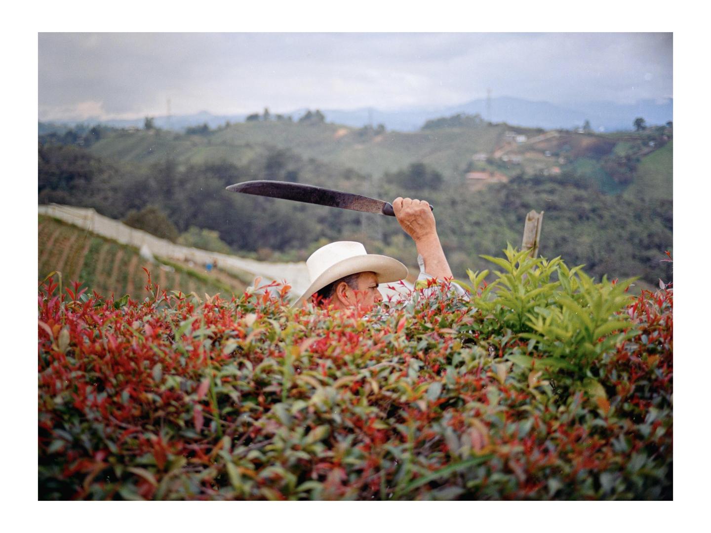 A man in a cowboy hat holds a machete above red and green foliage with a mountain landscape in the background.