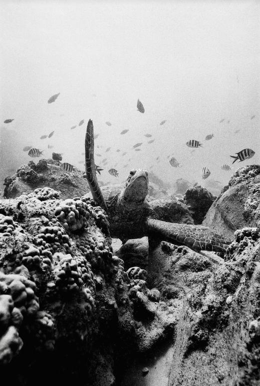A sea turtle swims among coral and small fish underwater.