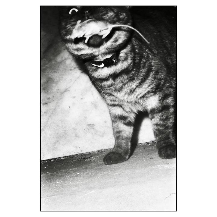 A cat holds a mouse in its mouth.