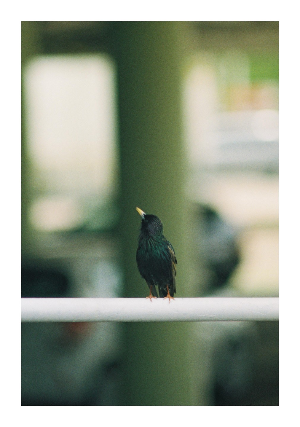 A small bird with iridescent feathers and a yellow beak perches on a white railing, looking upwards.
