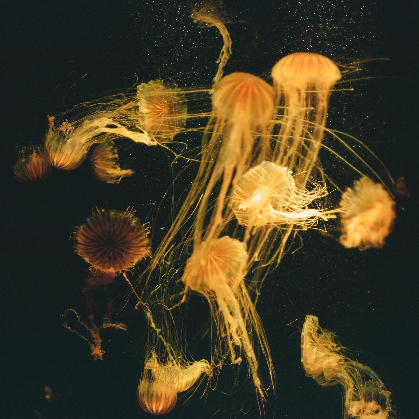 Several jellyfish with long tentacles float in dark water.