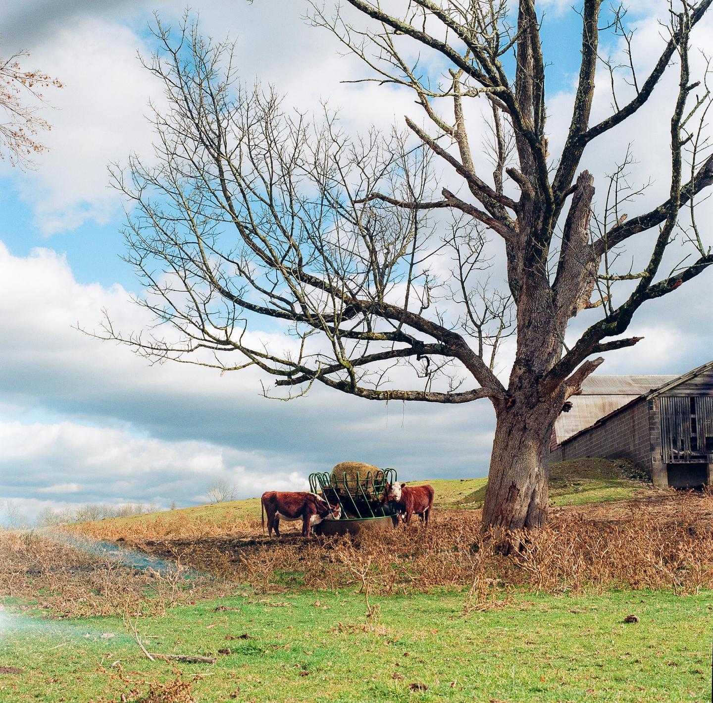 Two cows eat hay from a feeder under a large, bare tree on a grassy hill with a barn in the background.