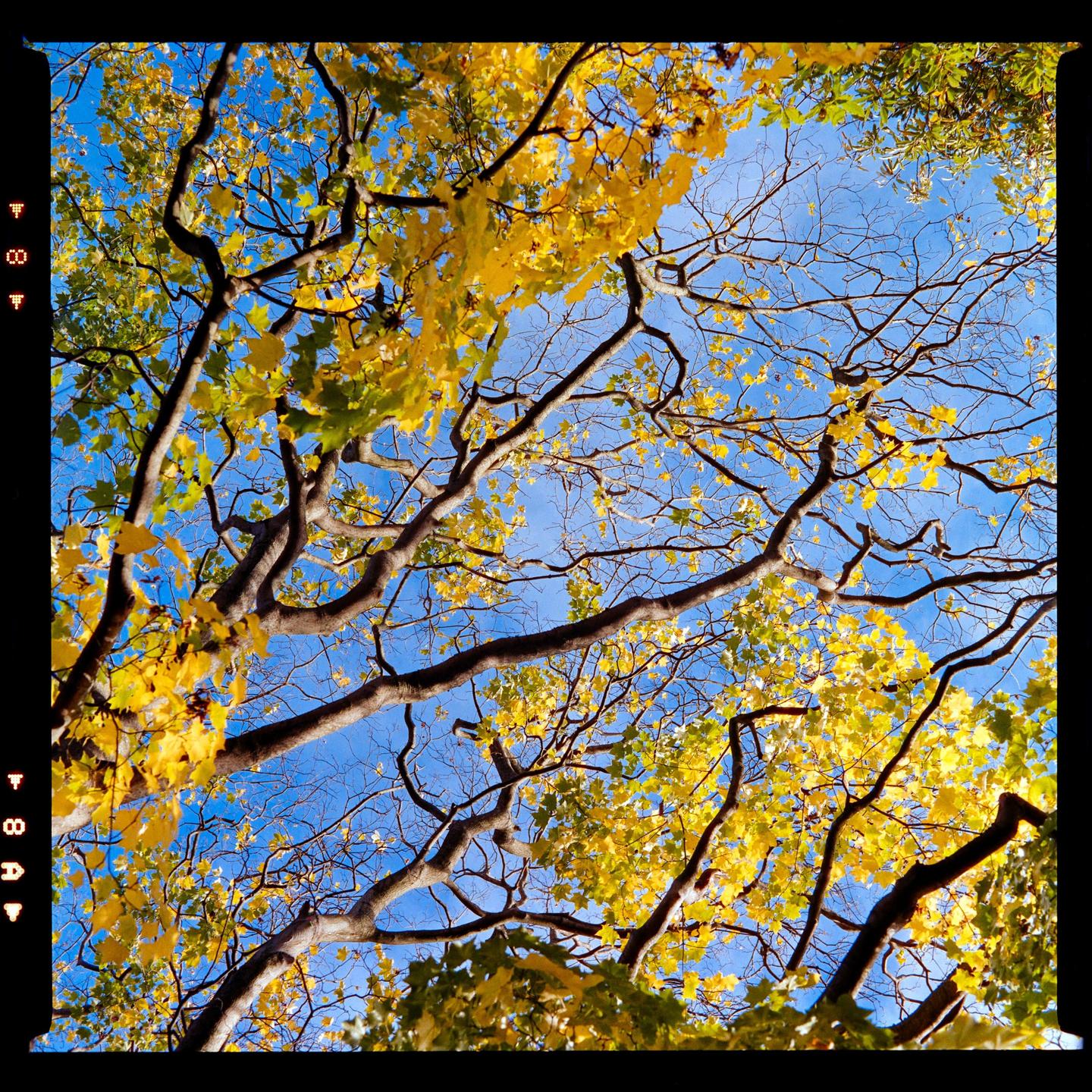 A low-angle view shows yellow autumn leaves and tree branches against a bright blue sky.