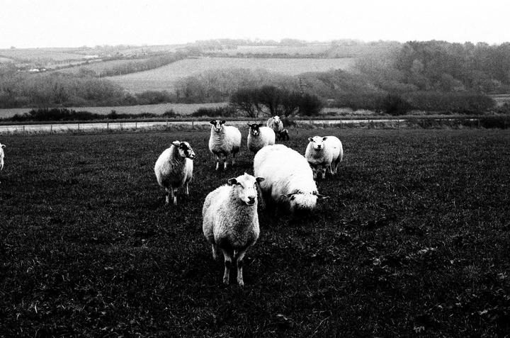 A flock of sheep stands in a field with rolling hills in the background.