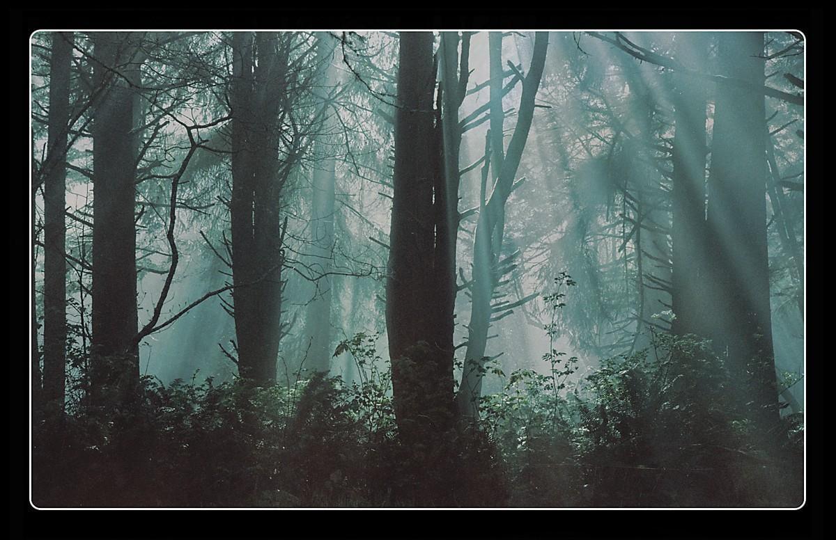 Sunlight streams through a foggy forest with tall trees and undergrowth.