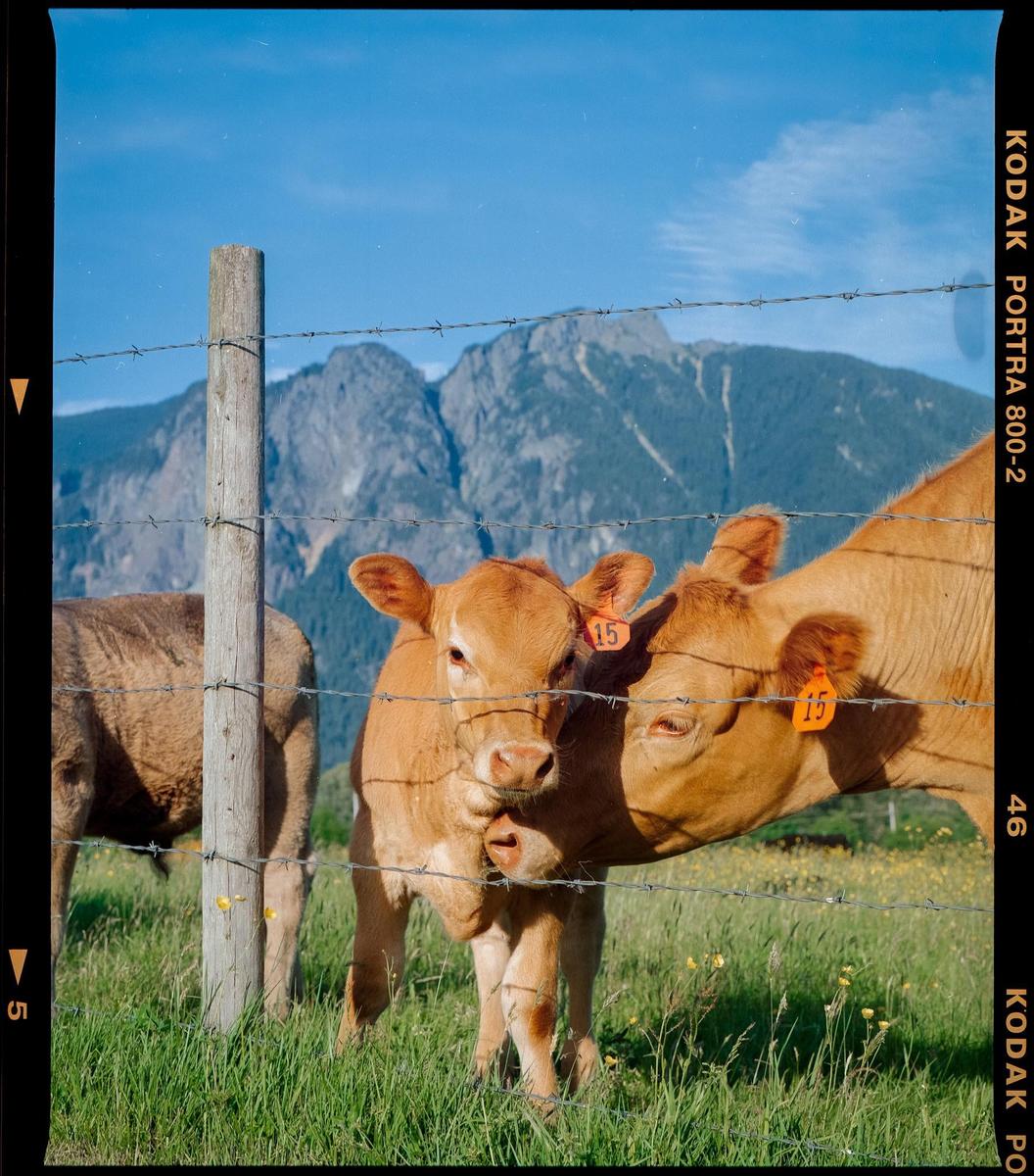 Two brown cows stand behind a barbed wire fence in a grassy field with mountains in the background.