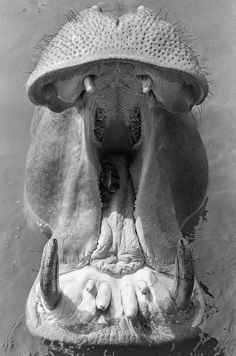 A hippopotamus with its mouth wide open is partially submerged in water.