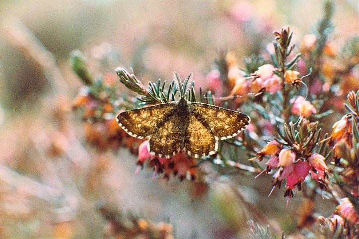 A brown and gold butterfly with white-edged wings rests on a branch with pink and orange blossoms.