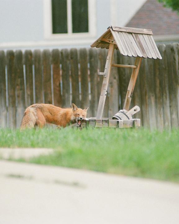 A fox yawns next to a miniature wooden well in a grassy yard.