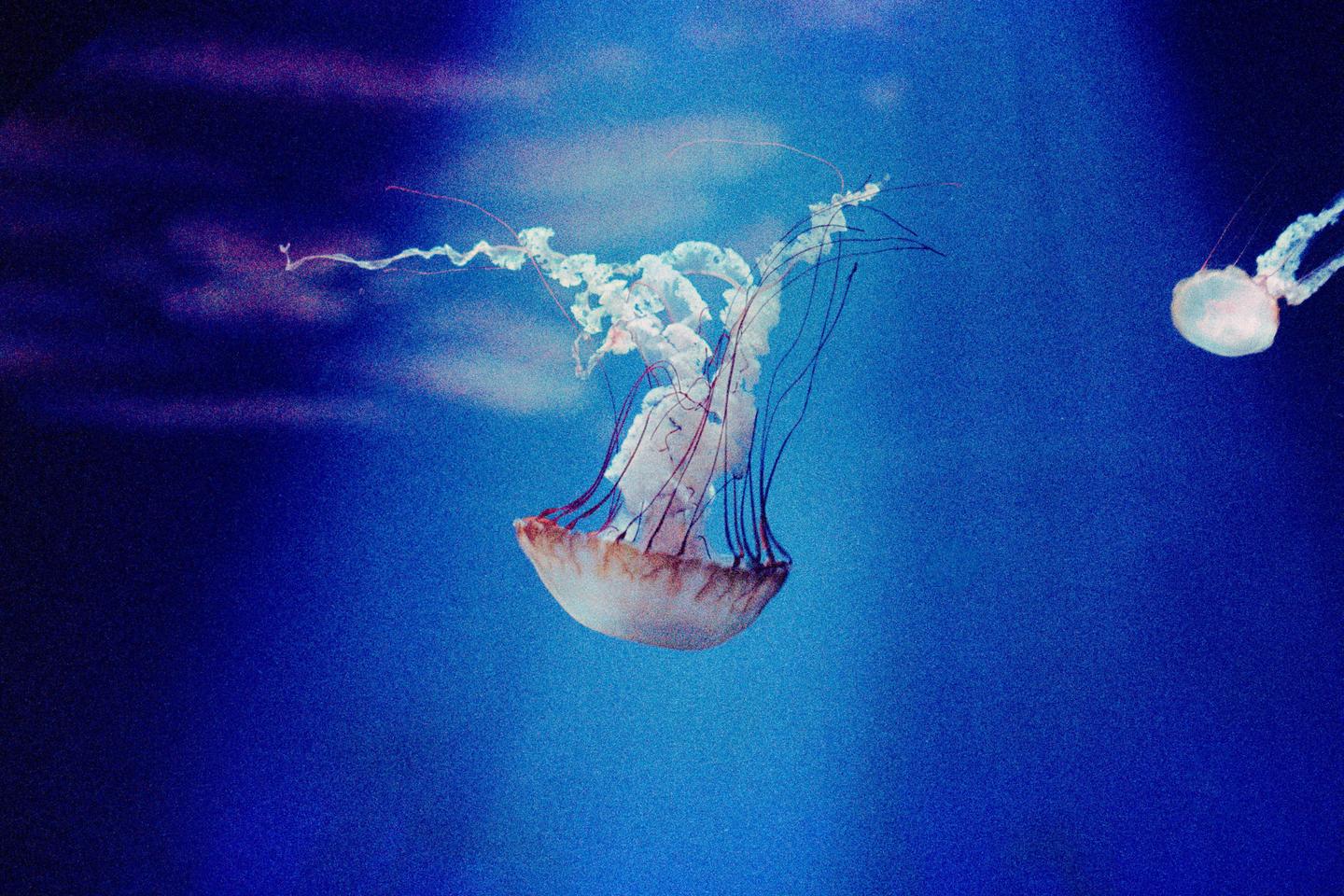 A sea nettle jellyfish with long tentacles floats in blue water, with another smaller jellyfish in the distance.