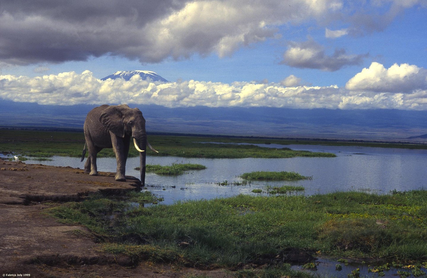 An elephant stands on the edge of a body of water with a snow-capped mountain in the distance under a cloudy sky.