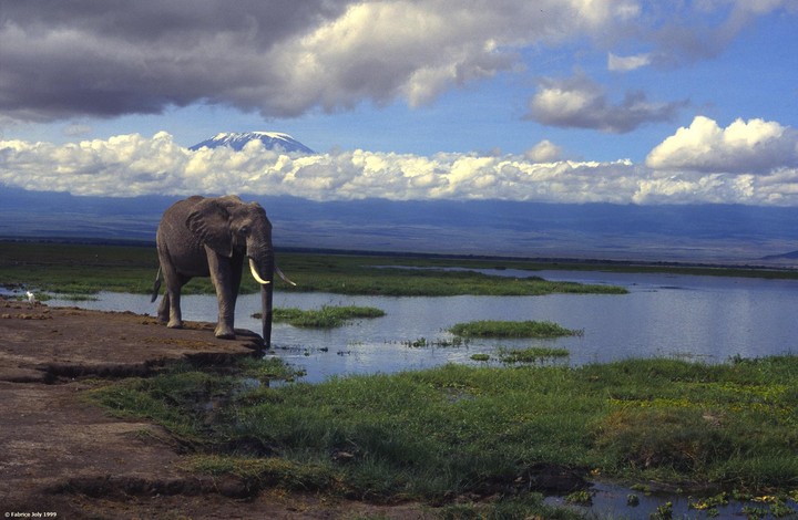 An elephant stands on the edge of a body of water with a snow-capped mountain in the distance under a cloudy sky.