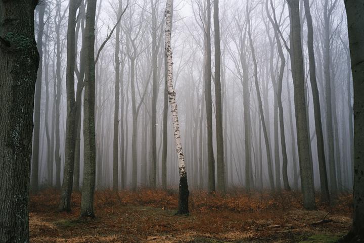A birch tree stands among other bare trees in a hazy forest with a ground covered in autumn leaves.