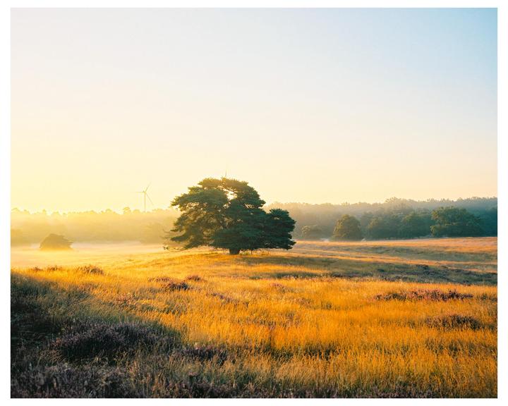A single tree stands in a field of golden grass with a wind turbine and forest in the hazy background.