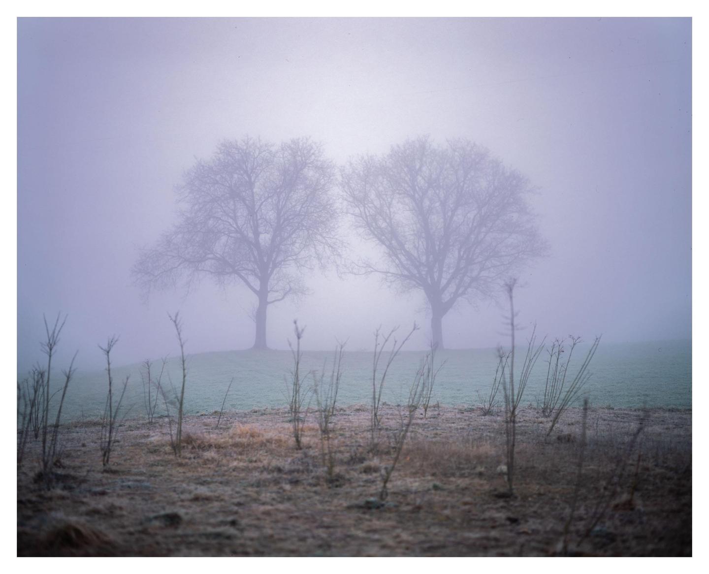 Two bare trees stand in a field on a hazy morning.