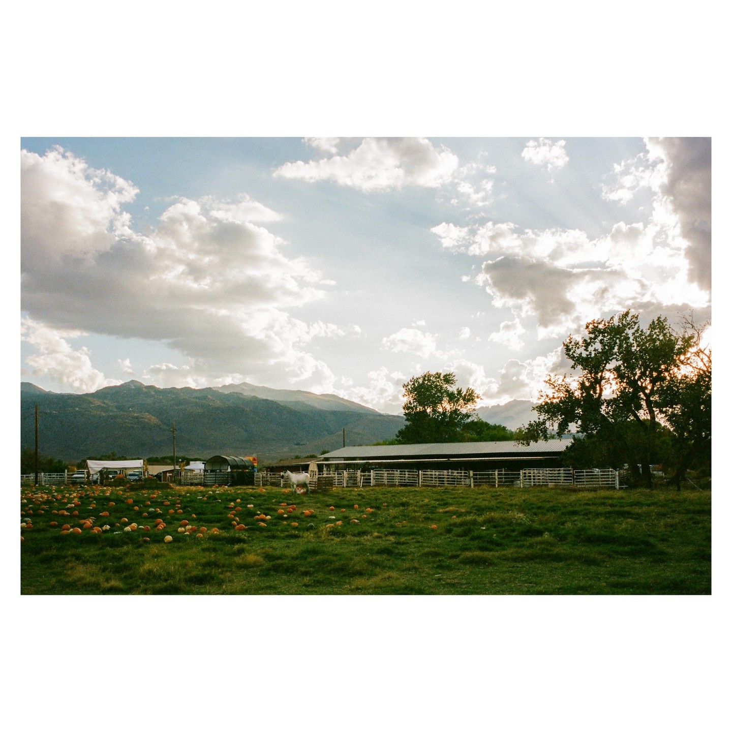 A field of pumpkins and gourds sits in front of a barn with mountains in the background under a cloudy sky.