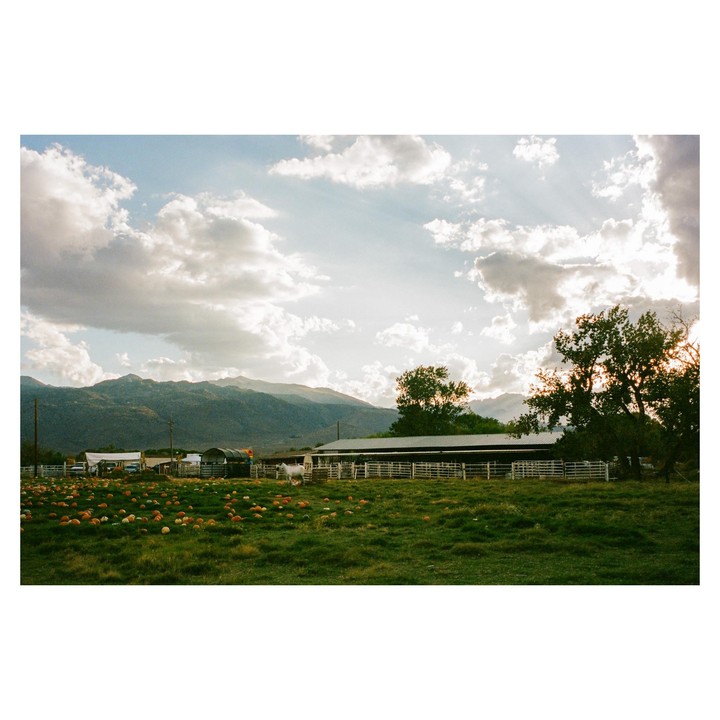 A field of pumpkins and gourds sits in front of a barn with mountains in the background under a cloudy sky.