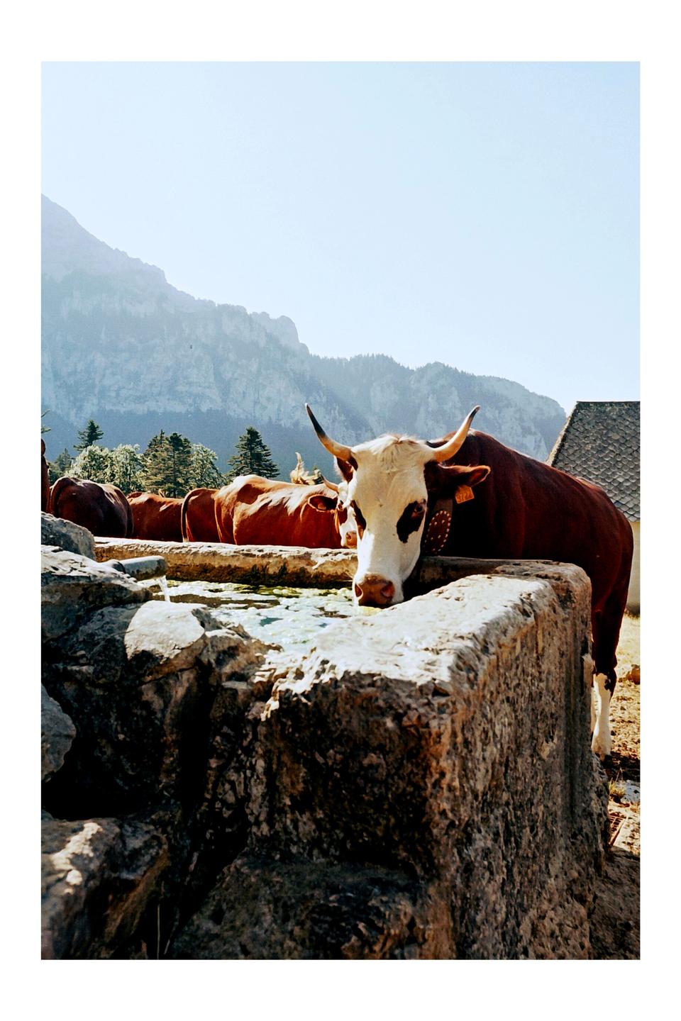 A brown and white cow drinks from a stone trough with mountains and trees in the background.