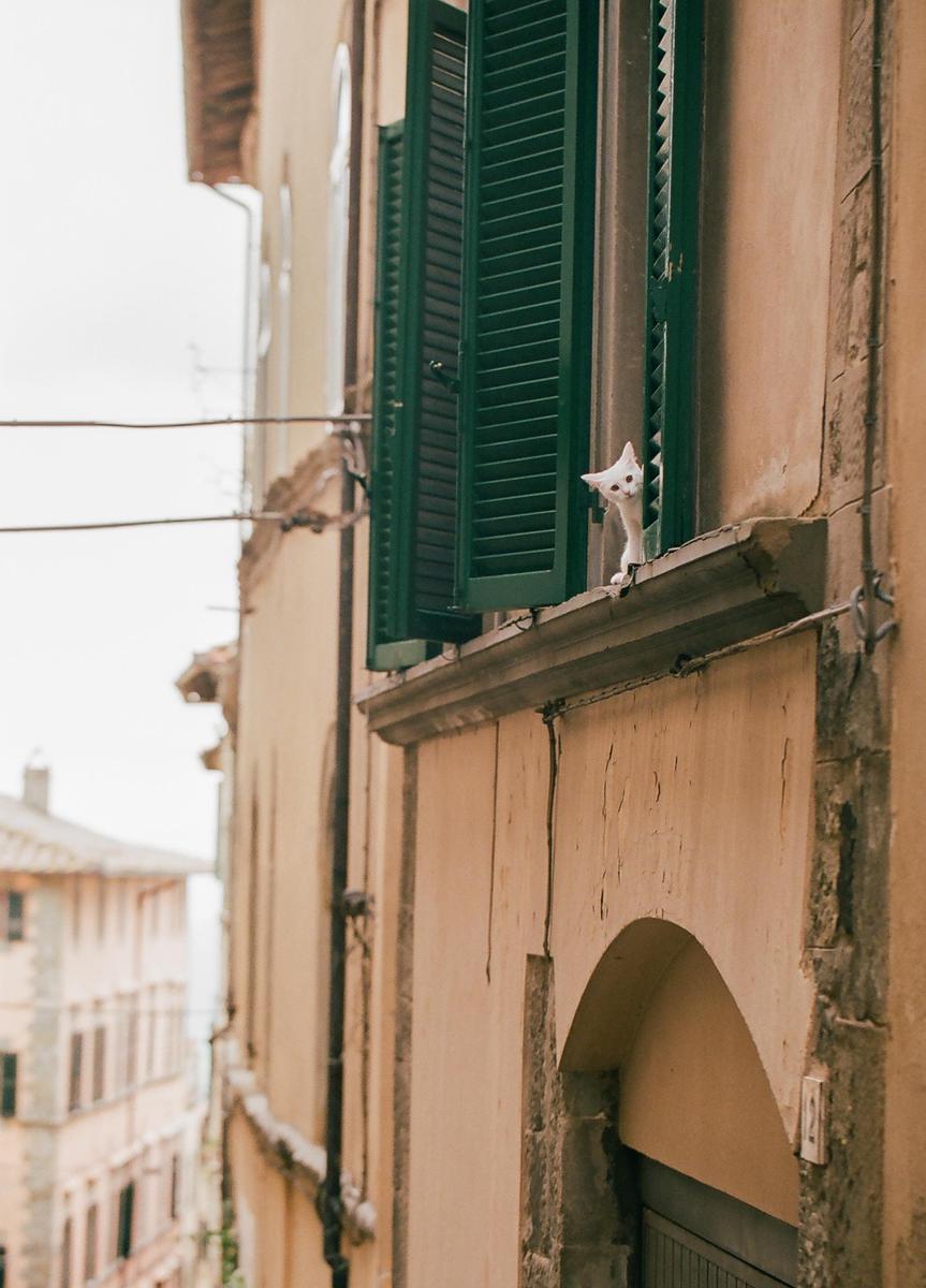 A white cat peeks out from a window with green shutters on an old building.